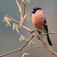 Bullfinch male 2 